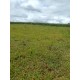 SITIO A VENDA SP REGIAO RIBEIRÃO PRETO 2 HA 320MIL