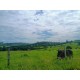 FAZENDA A VENDA MG ARCEBURGO REGIAO RIBEIRAO PRETO PECUARIA