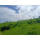 FAZENDA A VENDA MG ARCEBURGO REGIAO RIBEIRAO PRETO PECUARIA