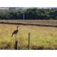 SITIOA VENDA SP REGIAO RIBEIRAO PRETO CAJURJU MONTADO FINO