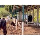 FAZENDA HARAS A VENDA MG SUL DE MINAS REGIAO PARAISOPOLIS CAMPOS DO JORDÃO CINEMATOGRAFICA