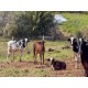 FAZENDA HARAS A VENDA MG SUL DE MINAS REGIAO PARAISOPOLIS CAMPOS DO JORDÃO CINEMATOGRAFICA