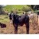 FAZENDA HARAS A VENDA MG SUL DE MINAS REGIAO PARAISOPOLIS CAMPOS DO JORDÃO CINEMATOGRAFICA