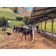 FAZENDA HARAS A VENDA MG SUL DE MINAS REGIAO PARAISOPOLIS CAMPOS DO JORDÃO CINEMATOGRAFICA