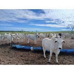 FAZENDA A VENDA MS REGIÃO SONORA DUPLA APTIDÃO FORMADA