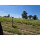 FAZENDA A VENDA MS REGIÃO SONORA DUPLA APTIDÃO FORMADA