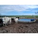 FAZENDA A VENDA MS REGIÃO SONORA DUPLA APTIDÃO FORMADA