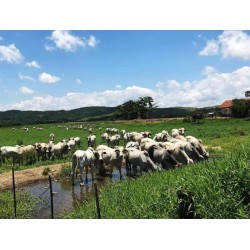 Fazenda a venda sp Vale do Paraiba lavoura pecuaria 1.000 ha
