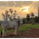 Fazenda a venda sp Vale do Paraiba lavoura pecuaria 1.000 ha