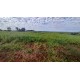 FAZENDA A VENDA SC REGIAO SÃO MIGUEL DO OESTE LAVOURA PECUARIA