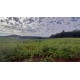 FAZENDA A VENDA SC REGIAO SÃO MIGUEL DO OESTE LAVOURA PECUARIA