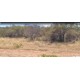 FAZENDA A VENDA BAHIA BA REGIAO CASA NOVA LAVOURA PECUARIA MINERIO