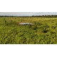 FAZENDA A VENDA MT REGIAO CASTANHAL PECUARIA 88.000 HA
