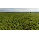 FAZENDA A VENDA MT REGIAO CASTANHAL PECUARIA 88.000 HA