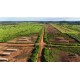 FAZENDA A VENDA MT REGIAO CASTANHAL PECUARIA 88.000 HA