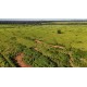 FAZENDA A VENDA MT REGIAO CASTANHAL PECUARIA 88.000 HA