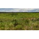 FAZENDA A VENDA MT REGIAO CASTANHAL PECUARIA 88.000 HA