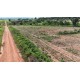 FAZENDA A VENDA MT REGIAO CASTANHAL PECUARIA 88.000 HA