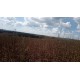 FAZENDA A VENDA SC REGIAO CAMPO ERÊ LAVOURA 6.917 HA