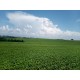 FAZENDA A VENDA SC REGIAO CAMPO ERÊ LAVOURA 6.917 HA
