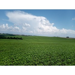 FAZENDA A VENDA SC REGIAO CAMPO ERÊ LAVOURA 6.917 HA