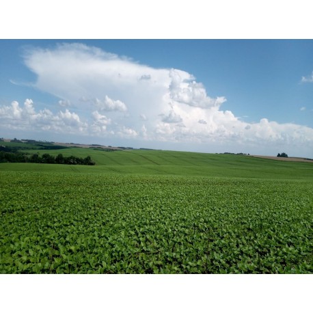 FAZENDA A VENDA SC REGIAO CAMPO ERÊ LAVOURA 6.917 HA